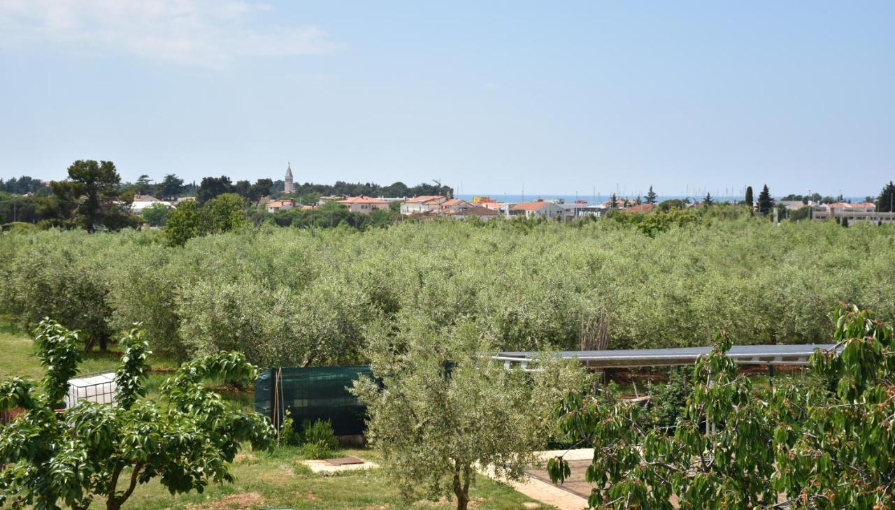 Apartmani Diana Novigrad  ภายนอก รูปภาพ
